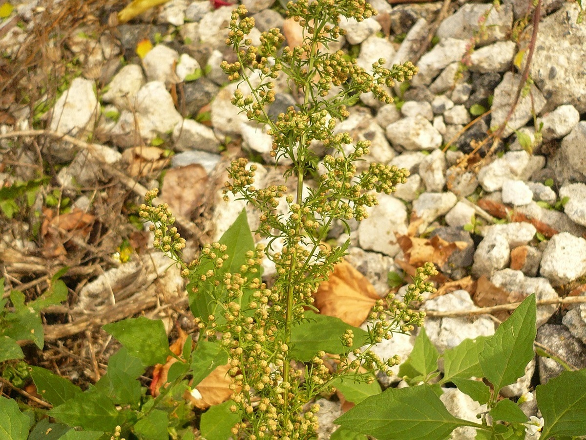 Artemisia annua (Asteraceae)